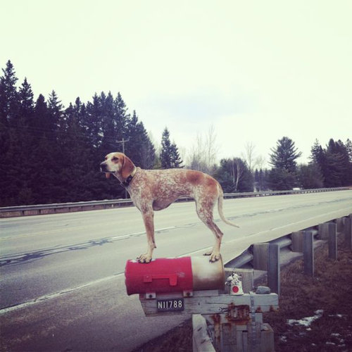 バランス感覚が凄い犬