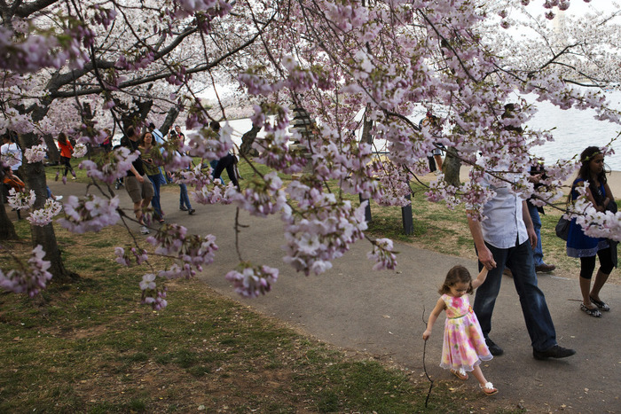 世界に咲く桜 
