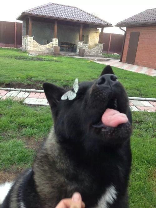 変顔や変な格好した犬の写真