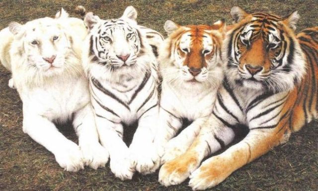 無茶苦茶かわいい動物たちに癒される写真