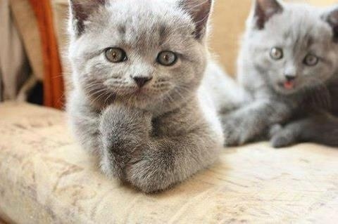 写真に写りたくてしょうがない動物たち