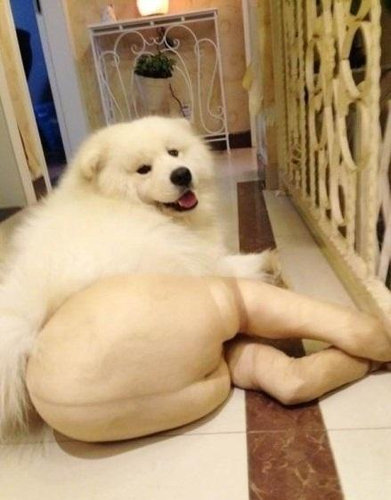 「ちょっと飼い主！何やってんの！」と思わなくもない犬・猫たちの写真