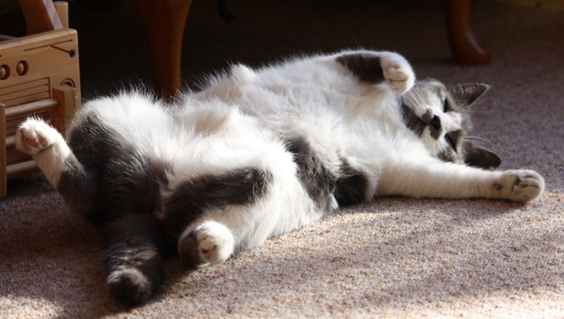 見るとやる気がなくなっていく眠る猫の画像