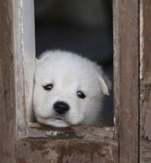 子犬の写真が本当に可愛すぎてワロタｗｗｗ写真