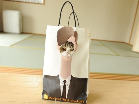 猫のかくれんぼ