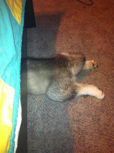 犬さんは、隠れるのが苦手！！と実感する写真