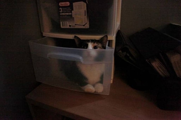 猫のかくれんぼ