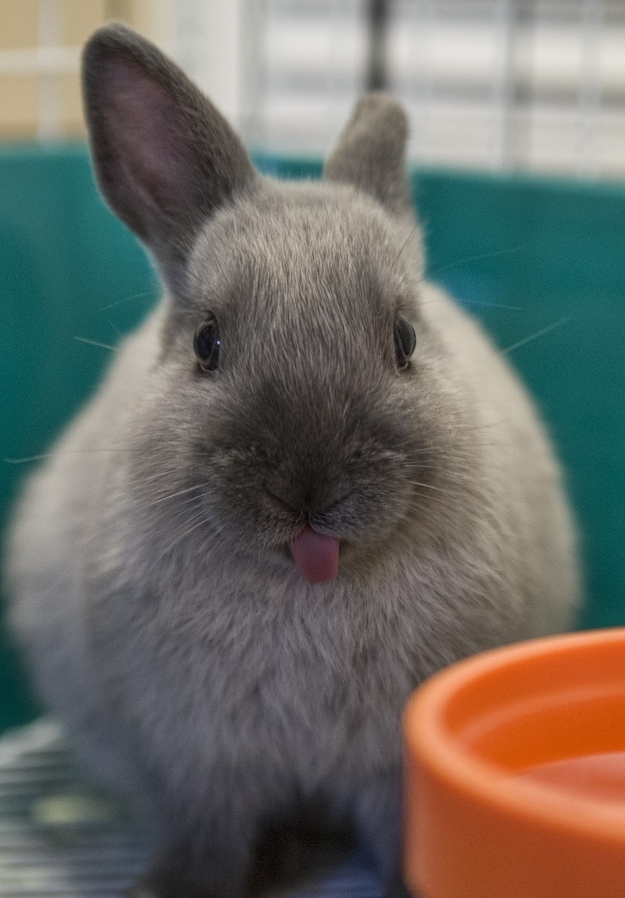 舌を出したウサギの破壊力がヤバイ写真