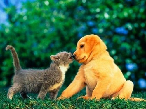 本当にキュンとする！動物の赤ちゃんたちの写真