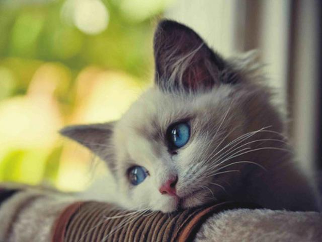 悲しい顔をした猫たちの写真