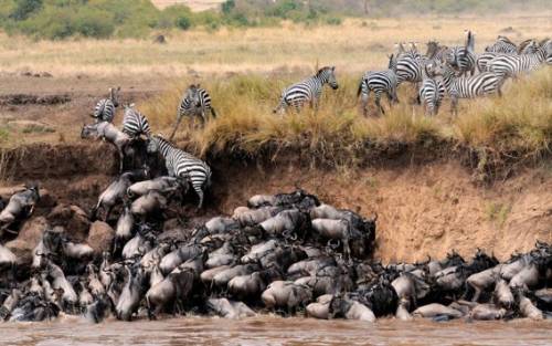 アフリカの大自然でヌーとシマウマが一緒に危険な川を渡る
