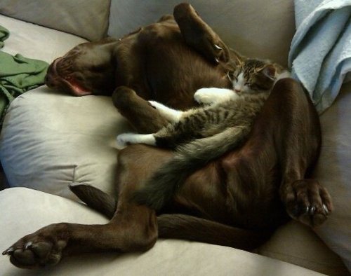 本当は仲良し？犬と猫が喧嘩している写真