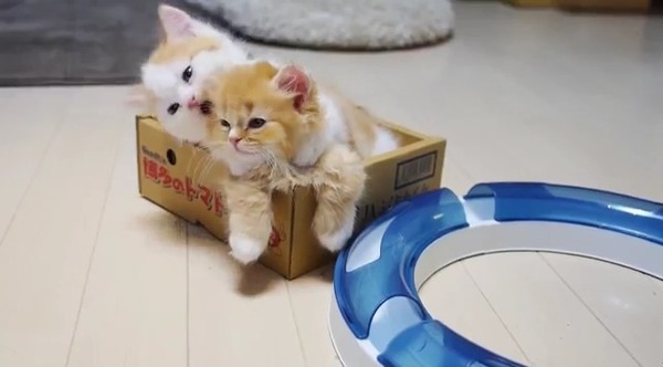 マジで可愛すぎる癒される猫の画像