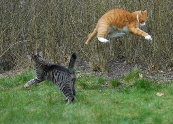 空中を飛行する猫たちの可愛い写真