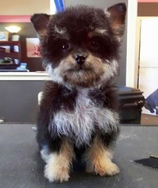 愛嬌ありすぎるミックス犬の写真