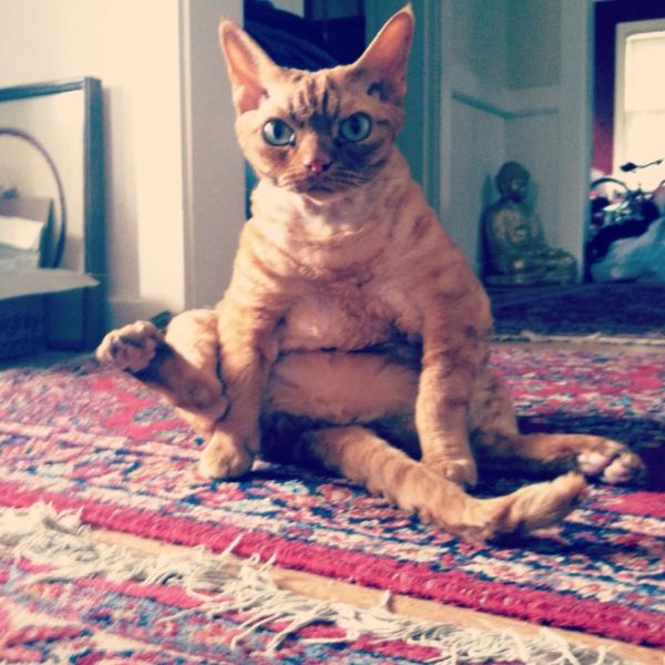 超可愛い動物たちに癒される写真