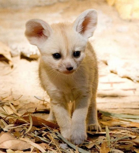 無茶苦茶かわいい動物たちに癒される写真