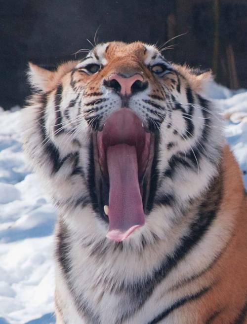 動物たちの可愛いあくび
