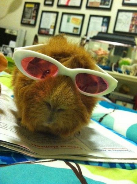 なんで動物ってこんなに可愛いんだろと思える写真