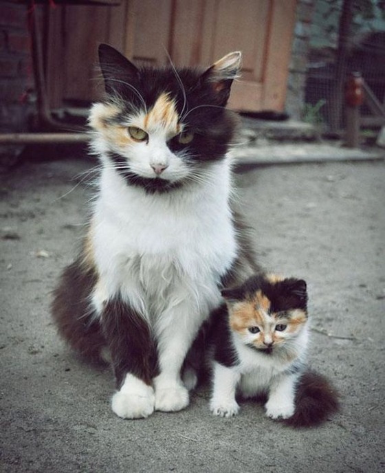 癒される動物の親子写真
