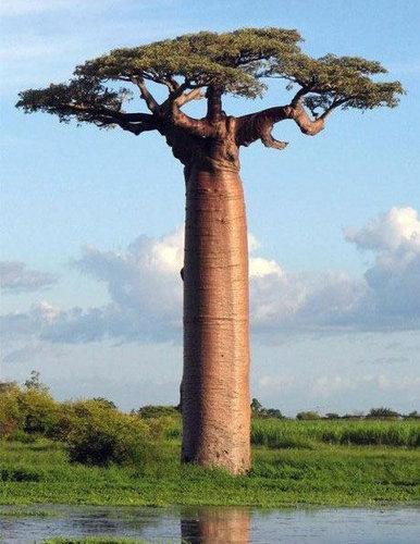 「バオバブの木」は、自然の生み出した不思議だと思える写真