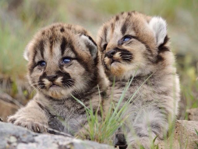 本当に可愛い表情をした動物たちの写真