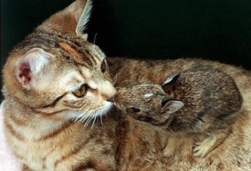 仲良しの動物カップルたちが可愛すぎる写真