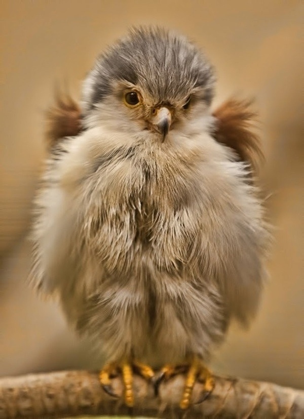 ふわふわで思わず「もふもふ」したくなる可愛い動物