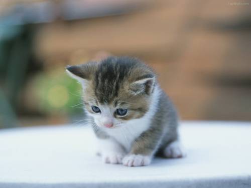 子猫の可愛い赤ちゃん