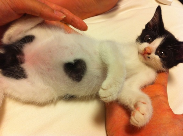 幸せを呼ぶハートマークを持つ猫と犬の写真