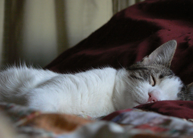 見るとやる気がなくなっていく眠る猫の画像
