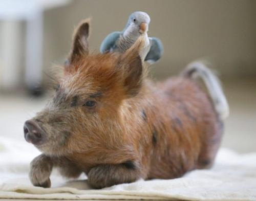 仲良しの動物カップルたちが可愛すぎる写真
