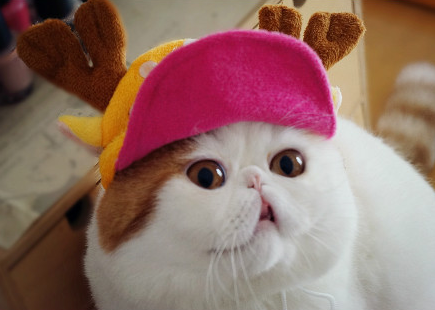 コスプレが似合いすぎるオシャレ犬・猫の写真