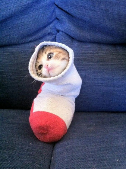猫が可愛く液体化している可愛い写真