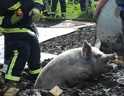 これは大変！人間の助けが必要そうな動物たちの写真