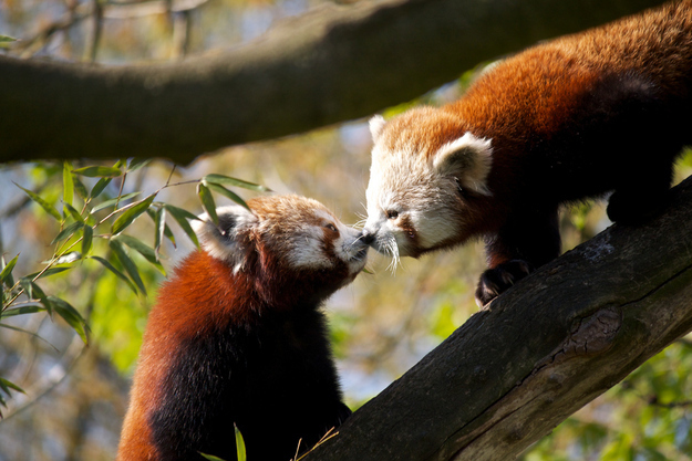 可愛い動物たちが仲良くキスしている写真