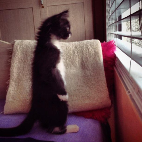 可愛い動物たちが立ち上がっていてワロタｗｗｗ写真