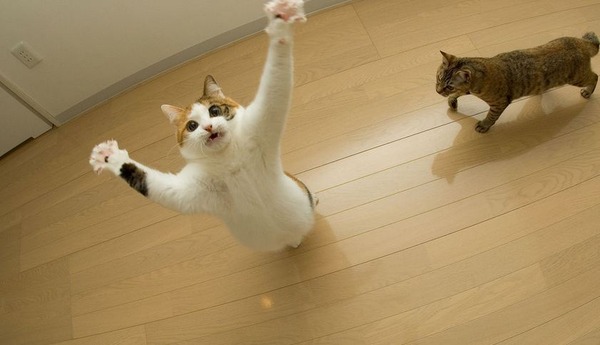 空中を楽しく飛行する猫たちの写真