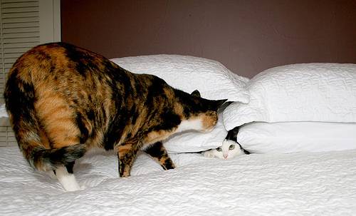 フクロウみたいな猫