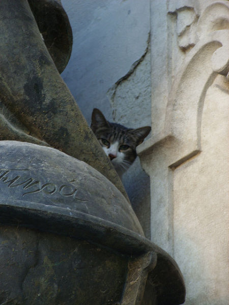 猫や犬の視線を感じる画像