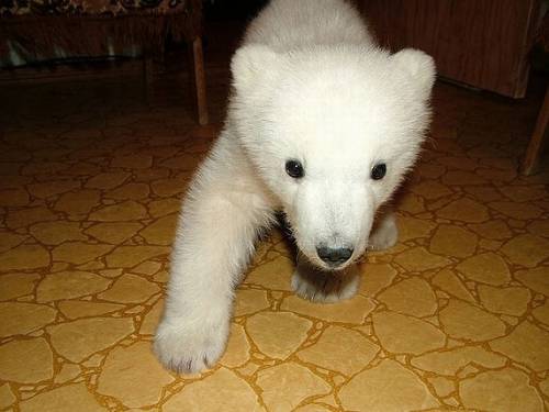 ホッキョクグマの赤ちゃん