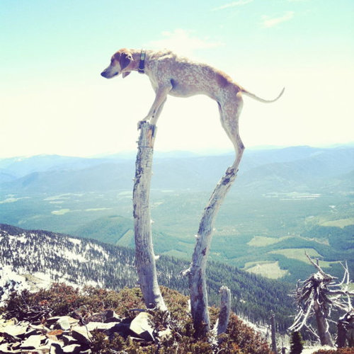 バランス感覚が凄い犬