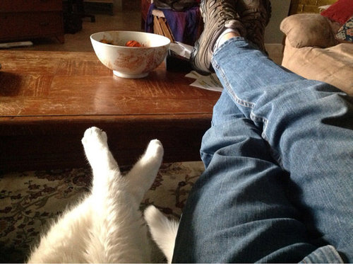 「猫がいて幸せを感じる瞬間」の写真