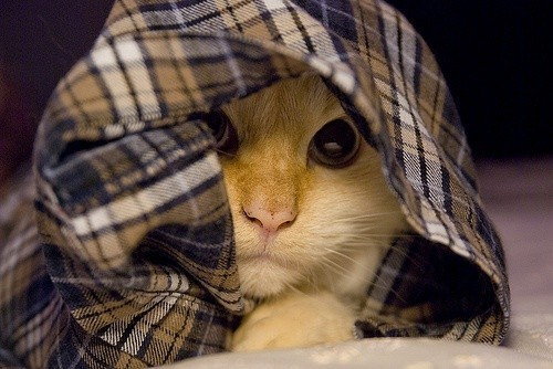 猫のかくれんぼ