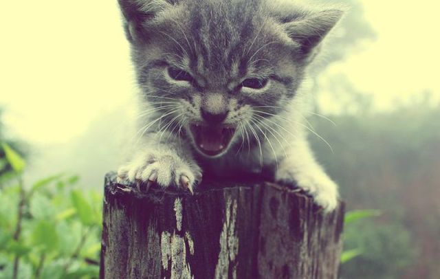 可愛い動物の画像が沢山集まったよ！