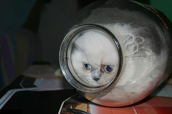 猫が可愛く液体化している可愛い写真