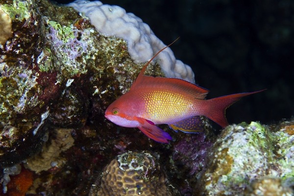 ちょこっとブサイクだけど愛嬌があって美しい魚の写真