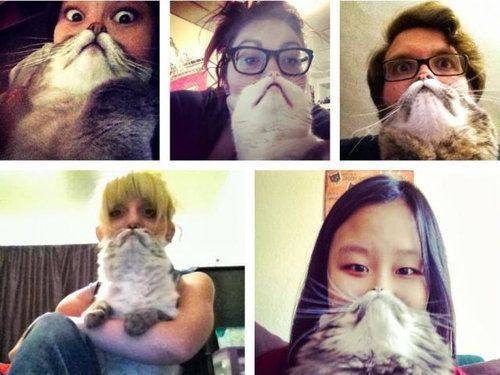 かわいい愛猫を「ヒゲ」にして遊ぶ人々の写真