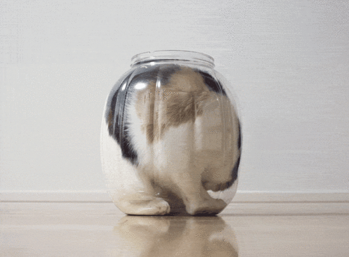 猫が可愛く液体化している可愛い写真