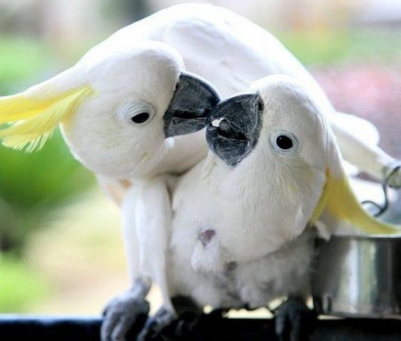 動物たちがキスする写真